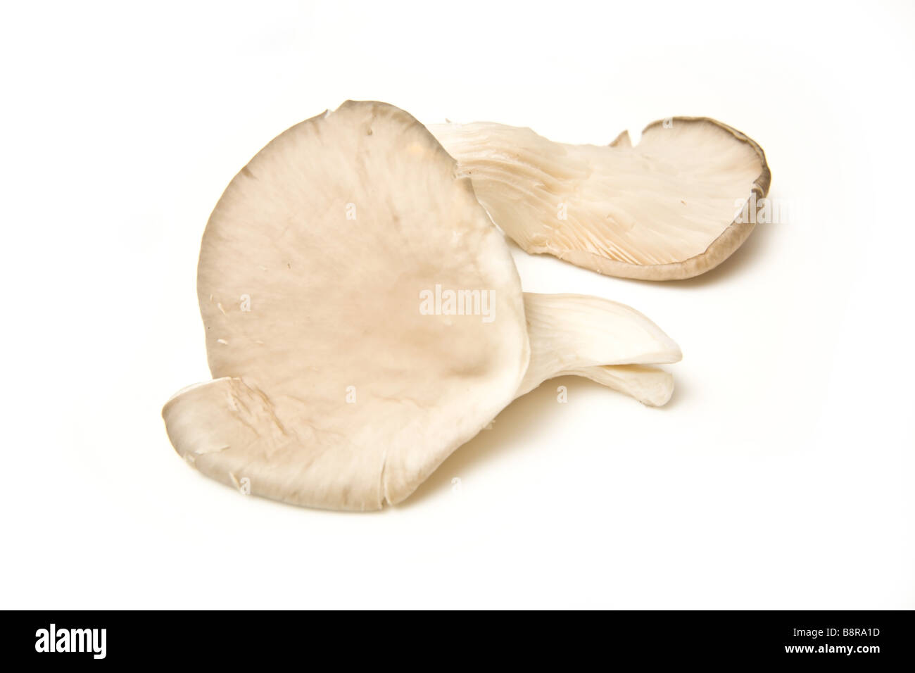 Oyster mushrooms isolated on a white studio background Stock Photo - Alamy