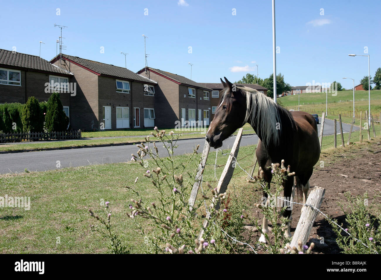 Horse in a council estate in manchester Stock Photo Alamy