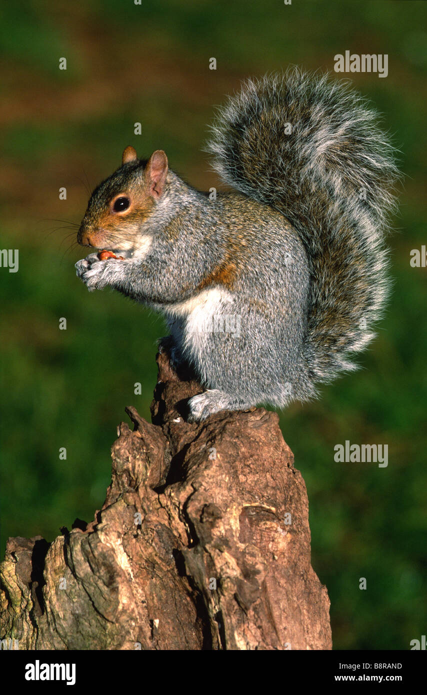 Grey Squirrel Sciurus carolinensis Stock Photo