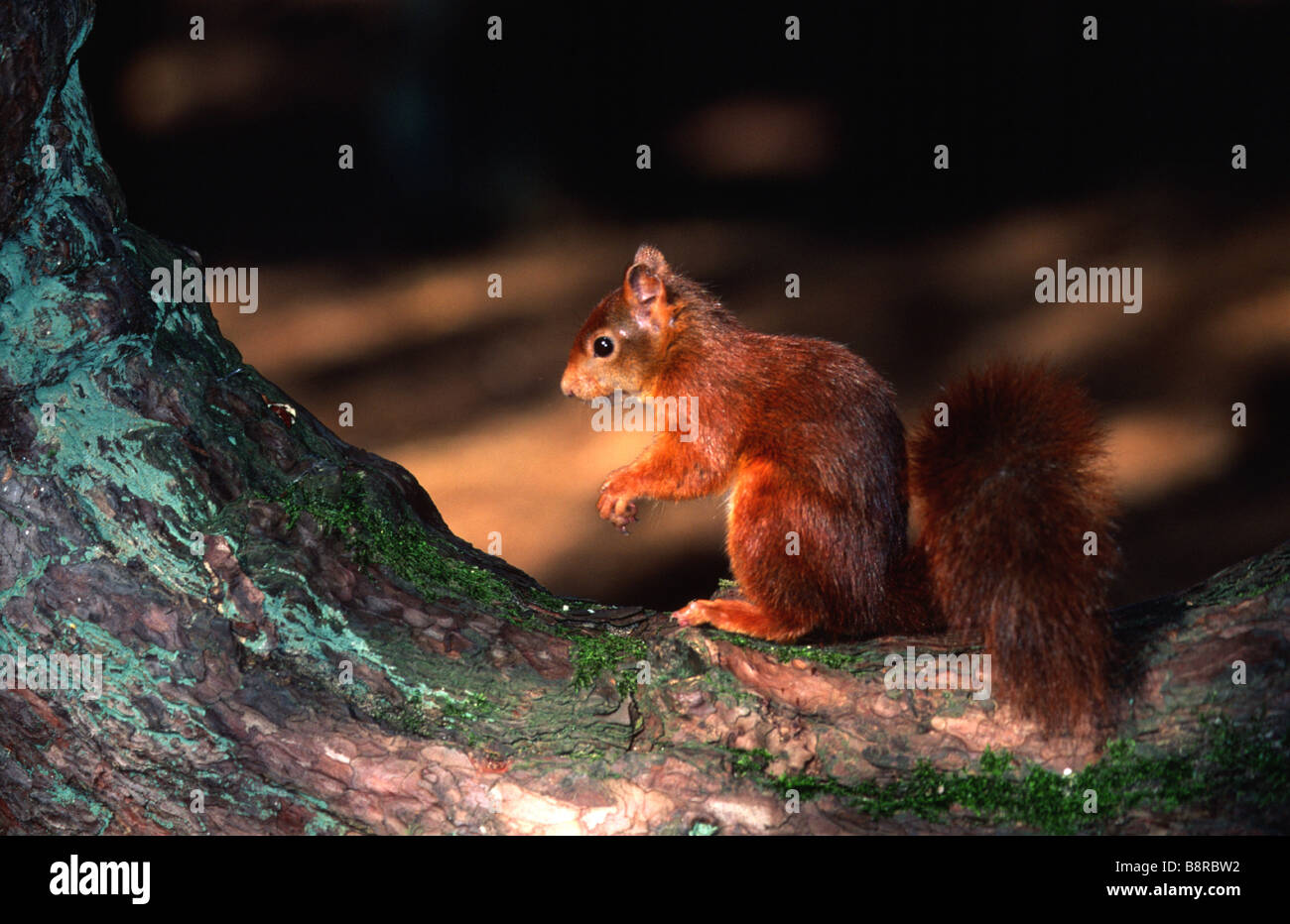 Red Squirrel Sciurus vulgaris leucourus Stock Photo