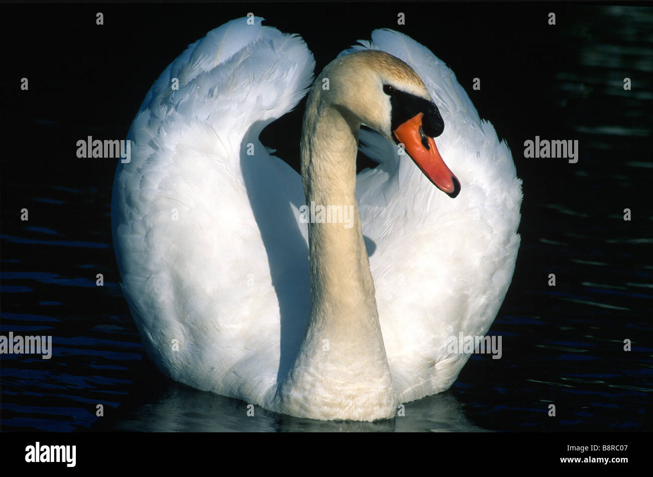 Male Mute Swan Stock Photo