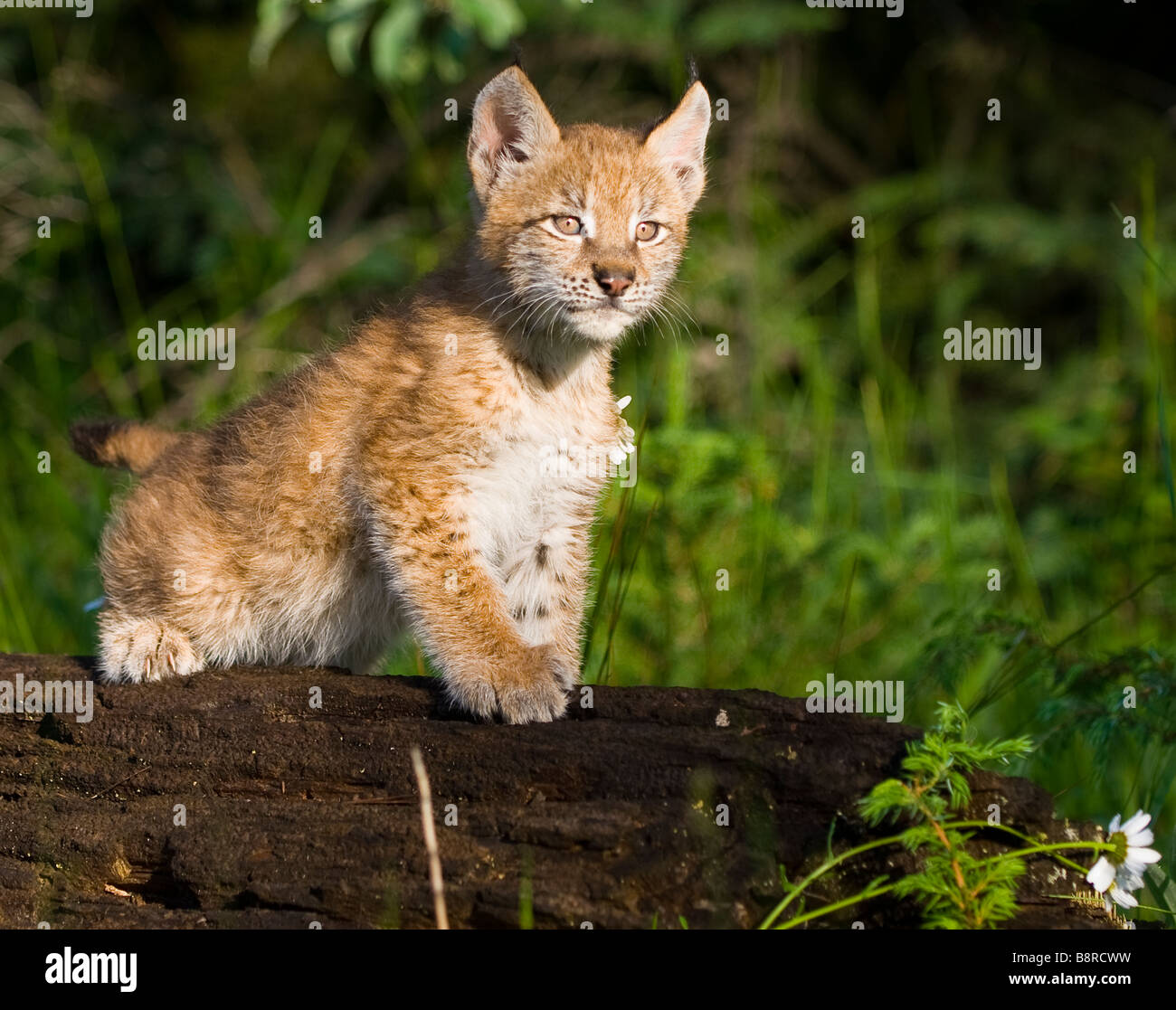 Siberian lynx kittens for sale 2025
