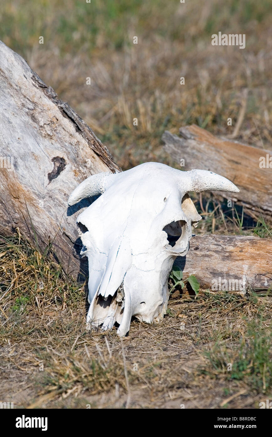 Cattle skull hires stock photography and images Alamy