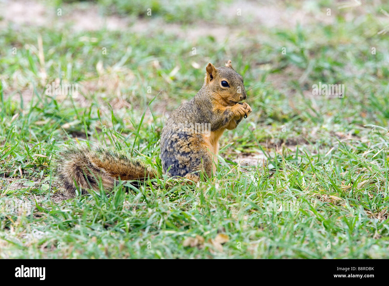 Eastern Fox Squirrel Stock Photo