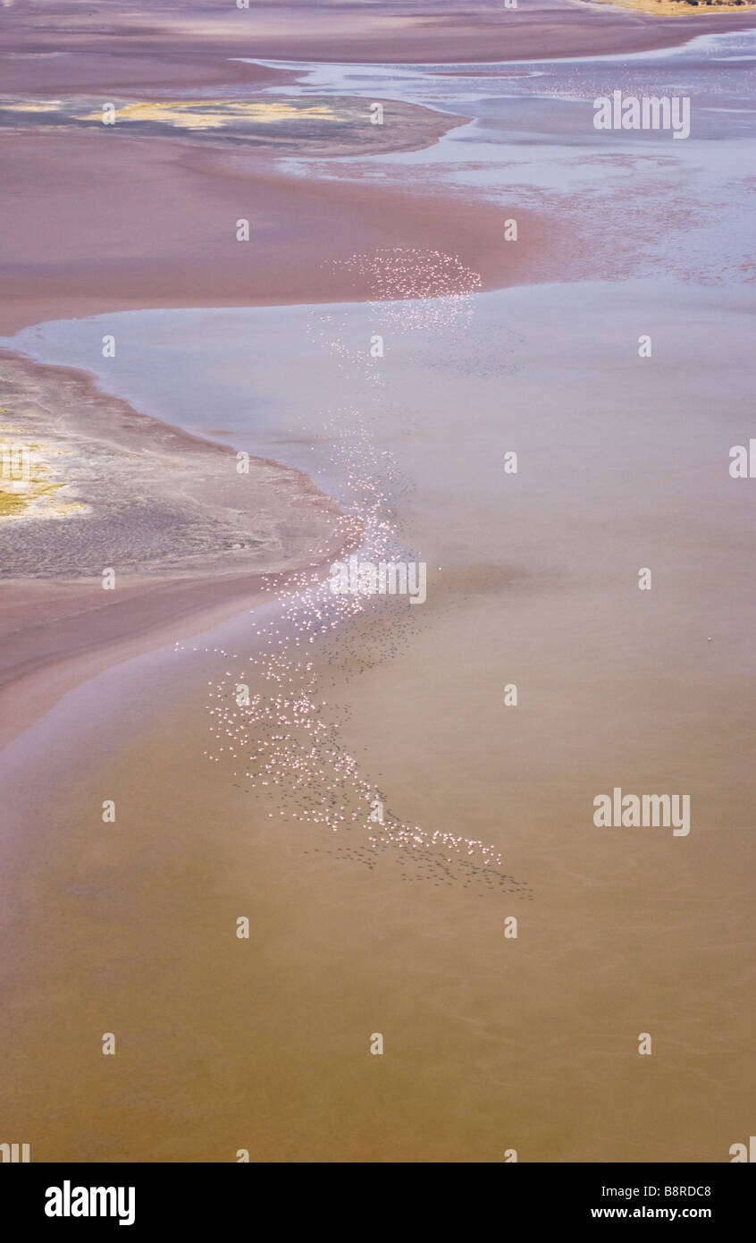 Flamingos over Magadgadi pans with water Stock Photo