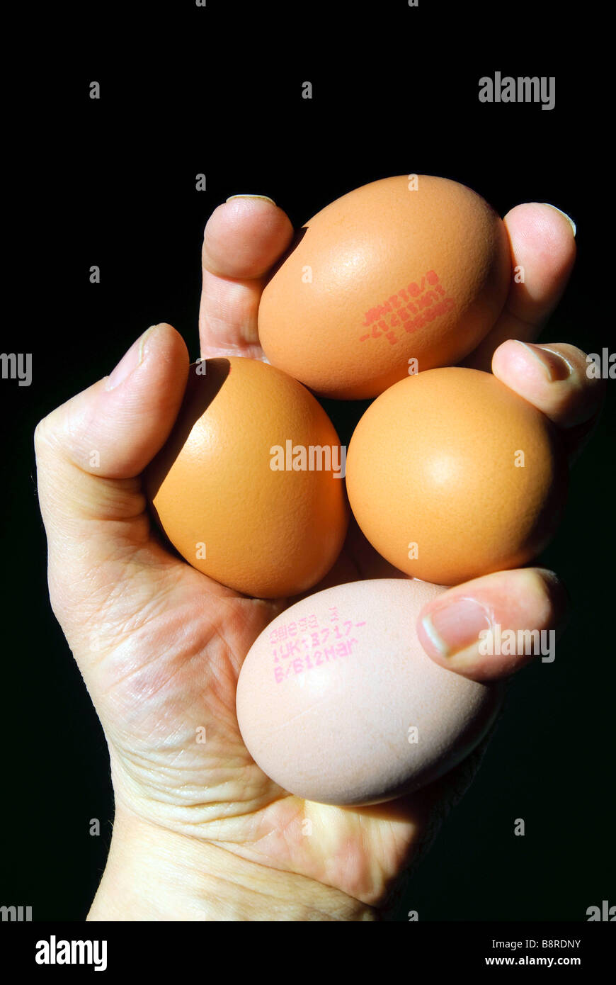 A handful of fresh eggs Stock Photo