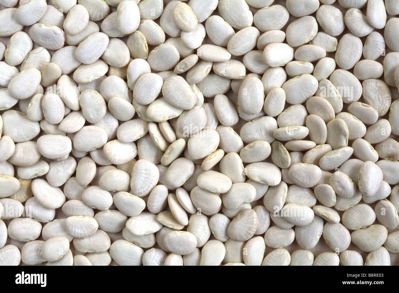 Mass of white lima beans Stock Photo Alamy