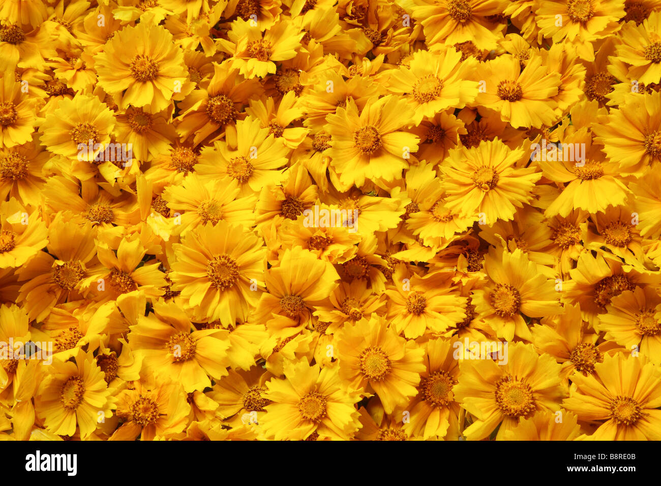 Mass of yellow tickseed Coreopsis flowers fill frame. Stock Photo