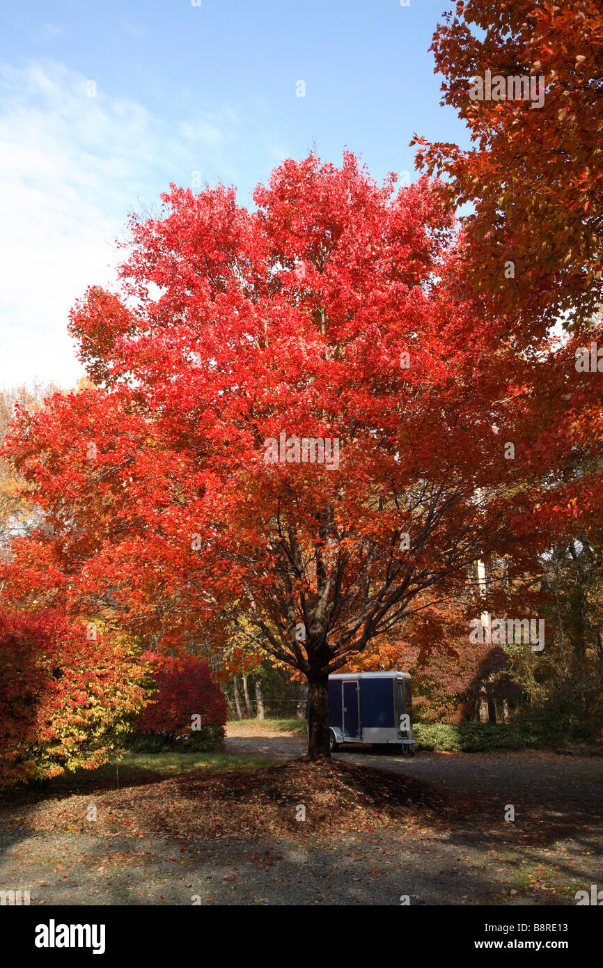 Red maple tree and blue trailer. Stock Photo