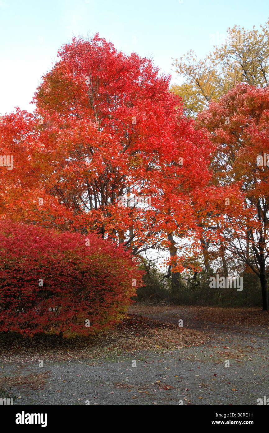 Red maple tree and burning bush both in full scarlet color. Stock Photo