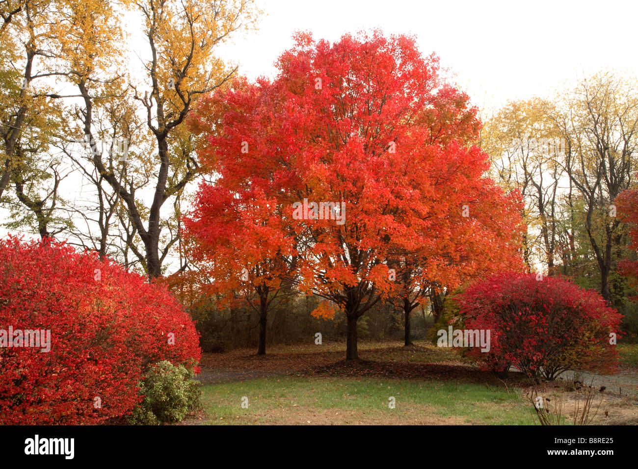 Red maple tree in full scarlet color. Stock Photo