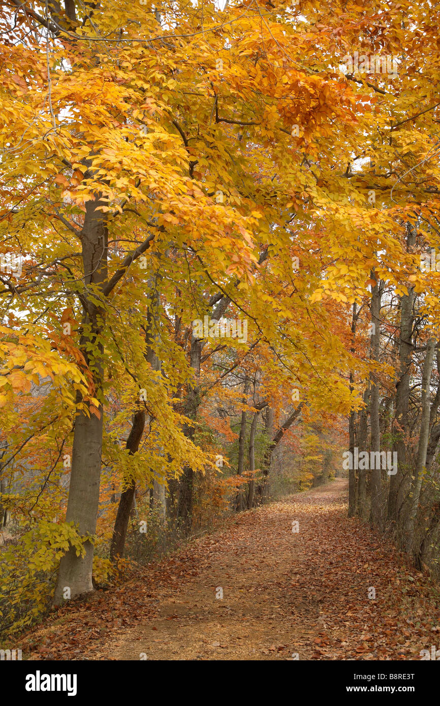 Line of golden yellow Norway maple trees beside pathway. Stock Photo