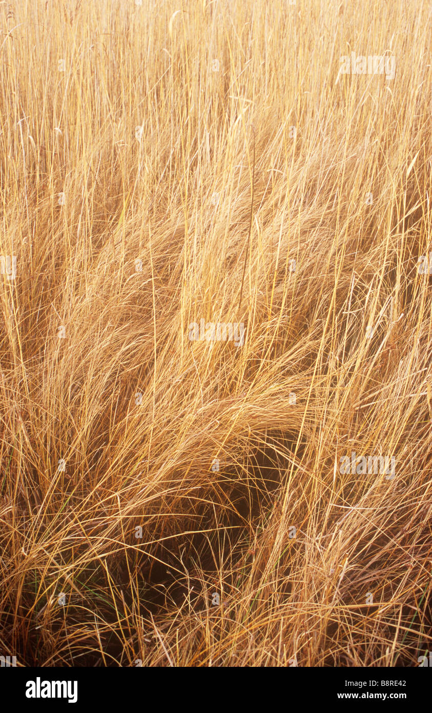 Close up of blonde dried stems of Tussock grass in front of dry blond ...