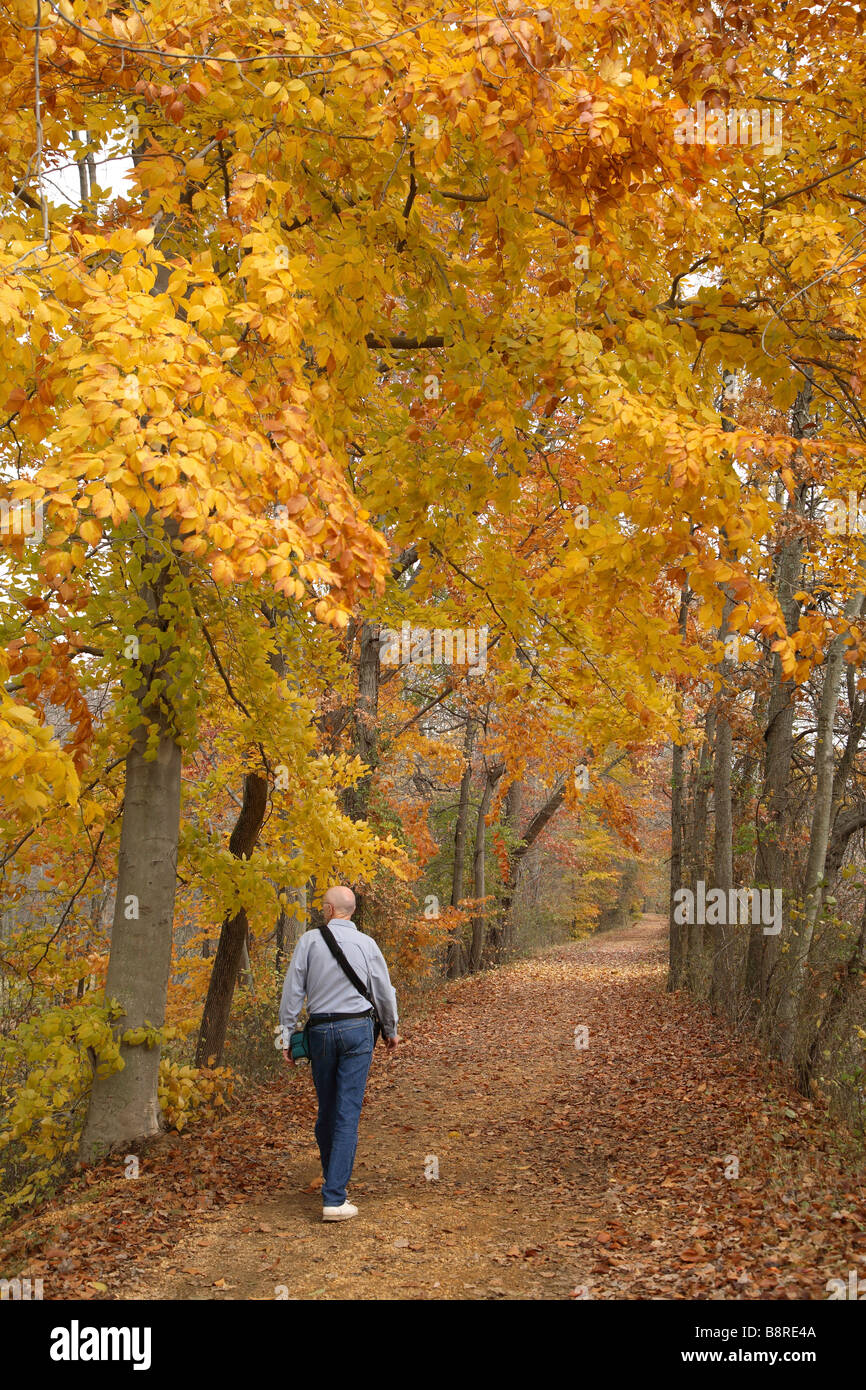 Man walking beneath trees with bright yellow gold leaves. Stock Photo