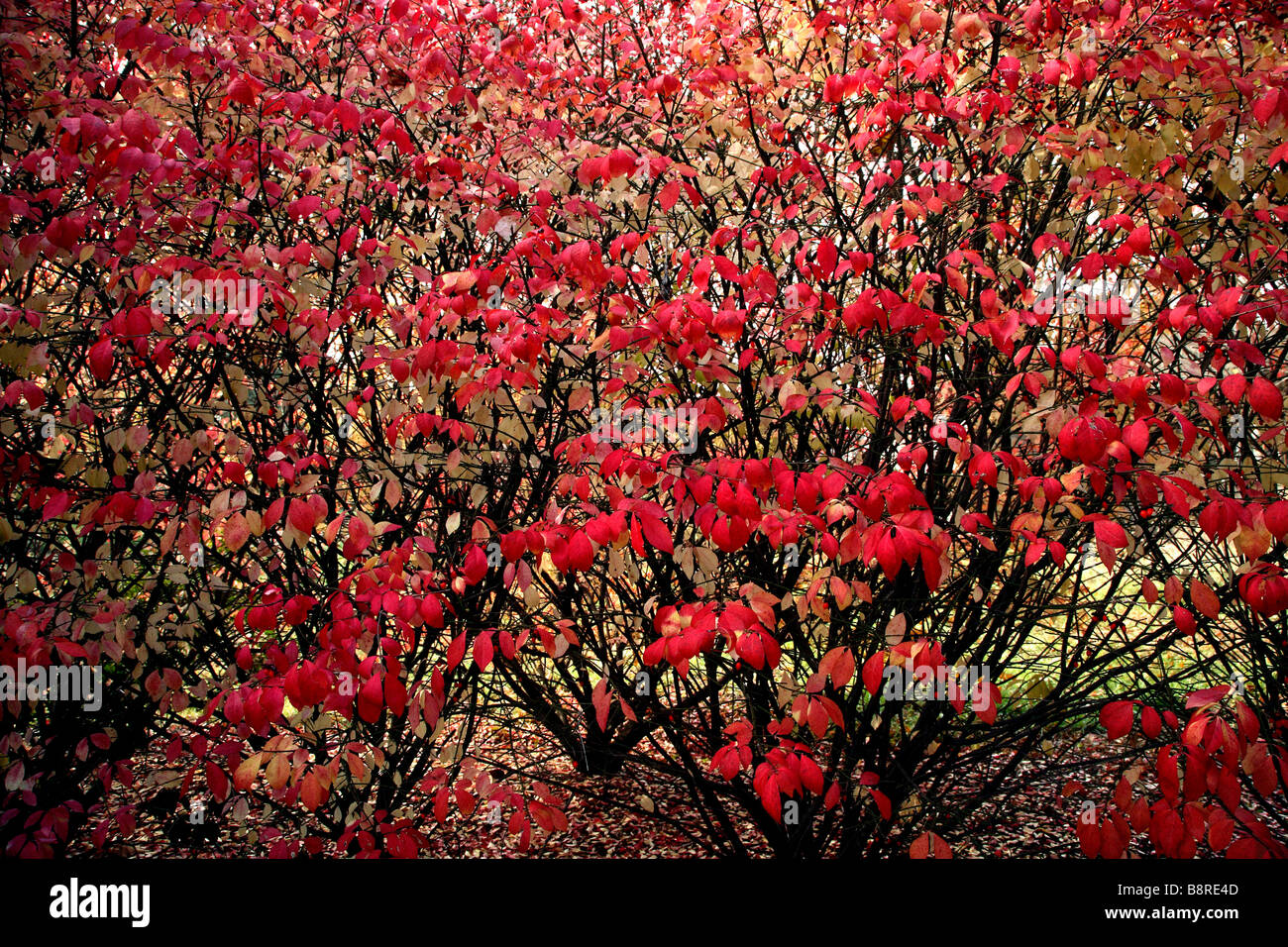 Close up on red leaved Red and yellow leaves on bush with black stems behind in group of bushes. Stock Photo