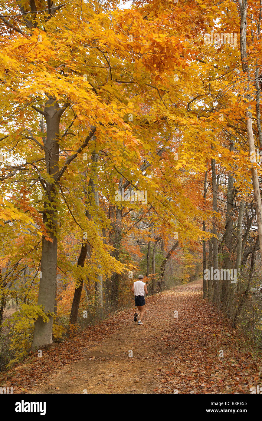 Man jogging  beneath trees with bright yellow gold leaves. Stock Photo