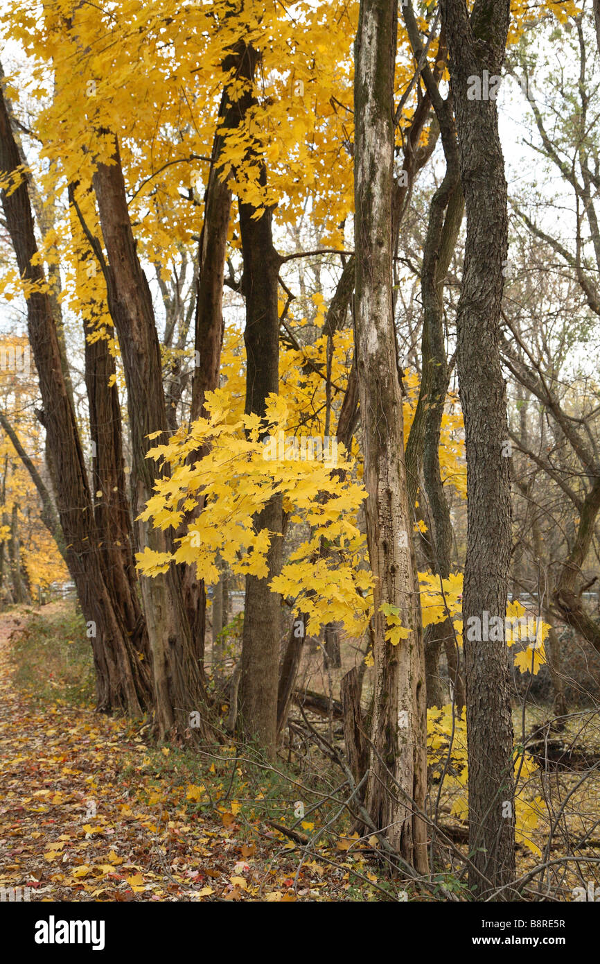 Norway maple colourful leaves hi-res stock photography and images - Alamy
