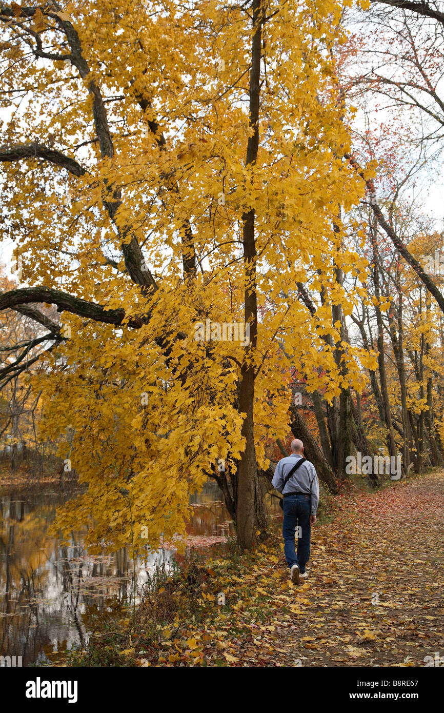 Man walking beside trees with bright yellow leaves. Stock Photo