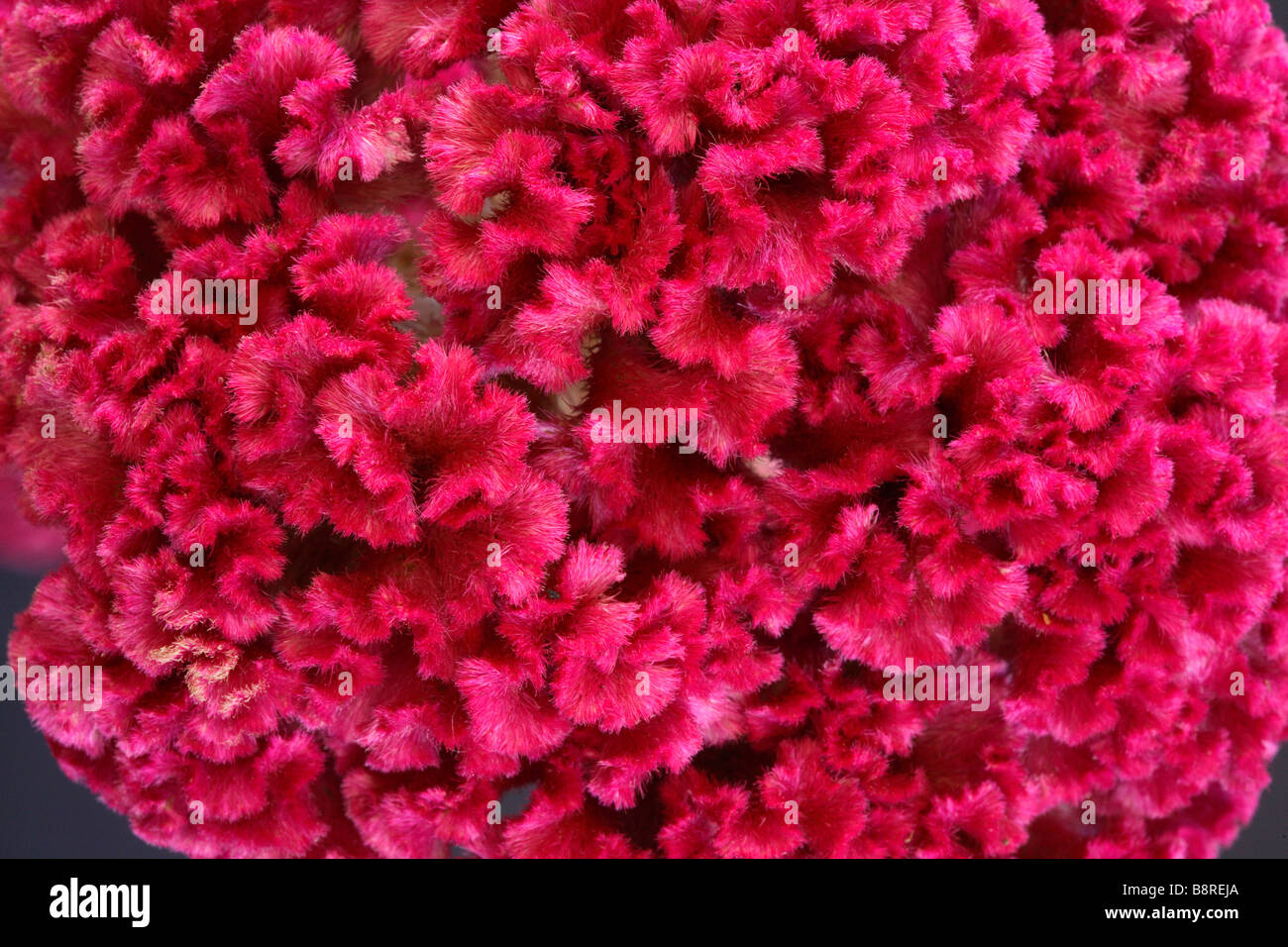 Close up photo of celosia flower hires stock photography and images
