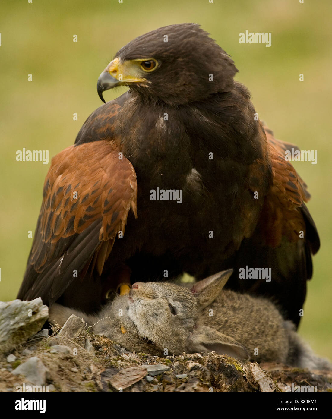 Hawk with rabbit prey Snowdonia North Wales UK Stock Photo