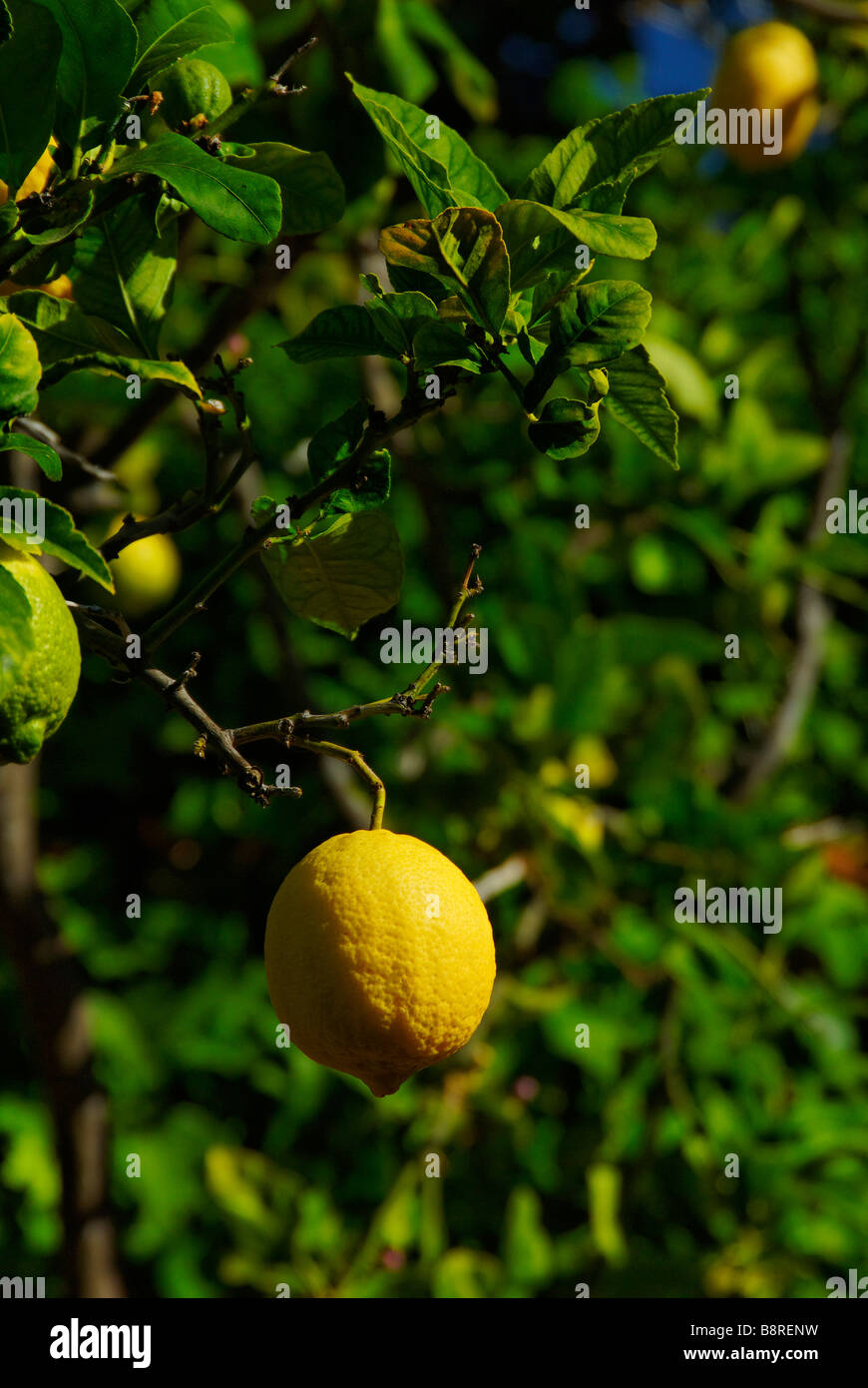 Perth Western Australia Lemon growing on tree Stock Photo Alamy