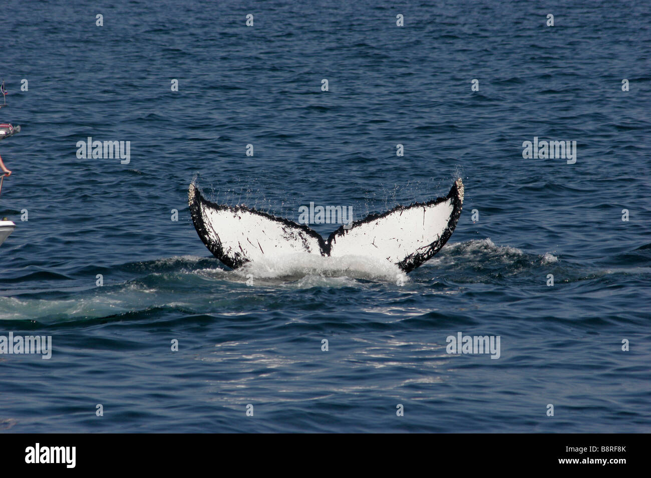 Whale identification hi-res stock photography and images - Alamy
