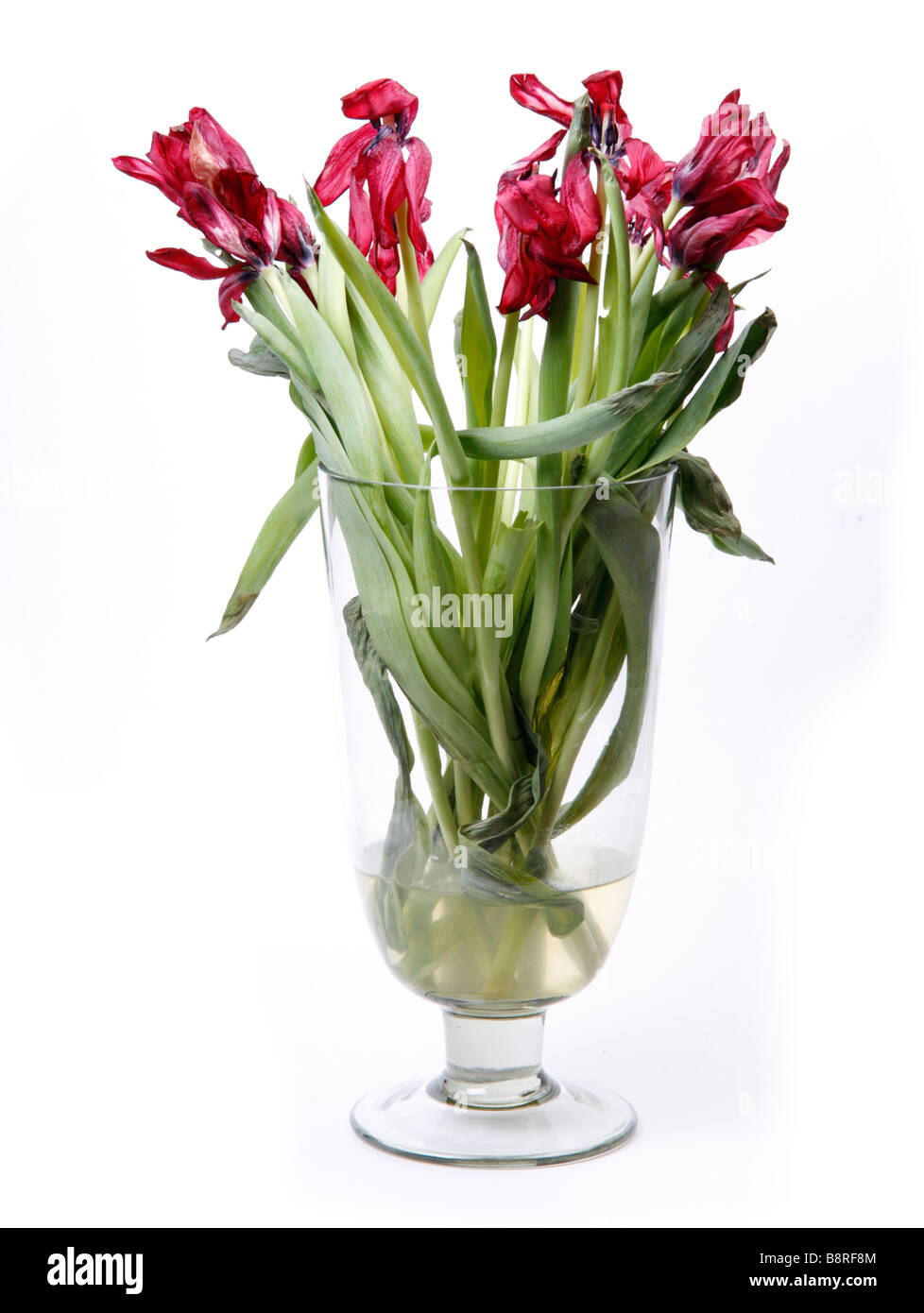Dying Flowers in a Vase Stock Photo Alamy