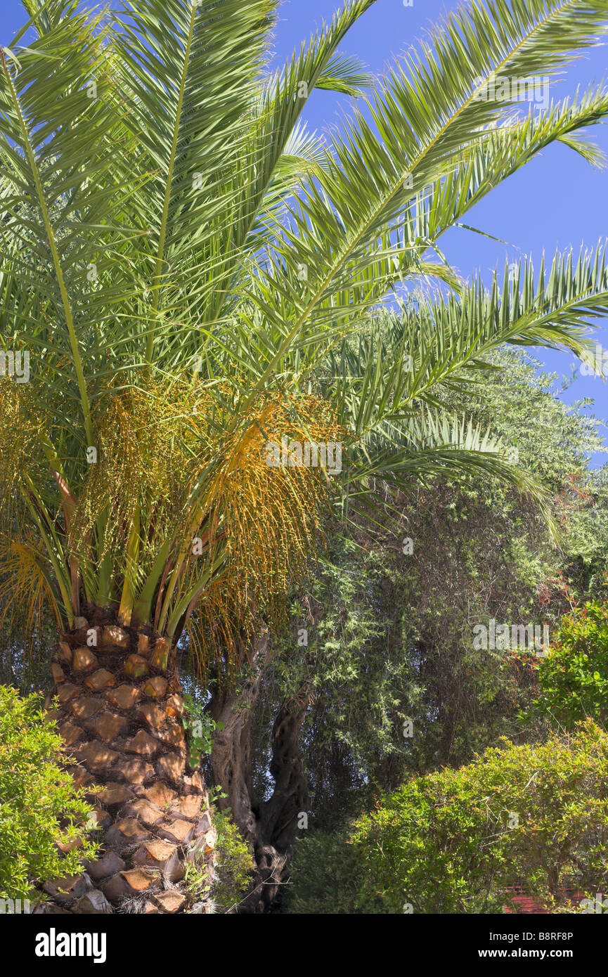 Palm Tree Paleokastritsa gardens Stock Photo