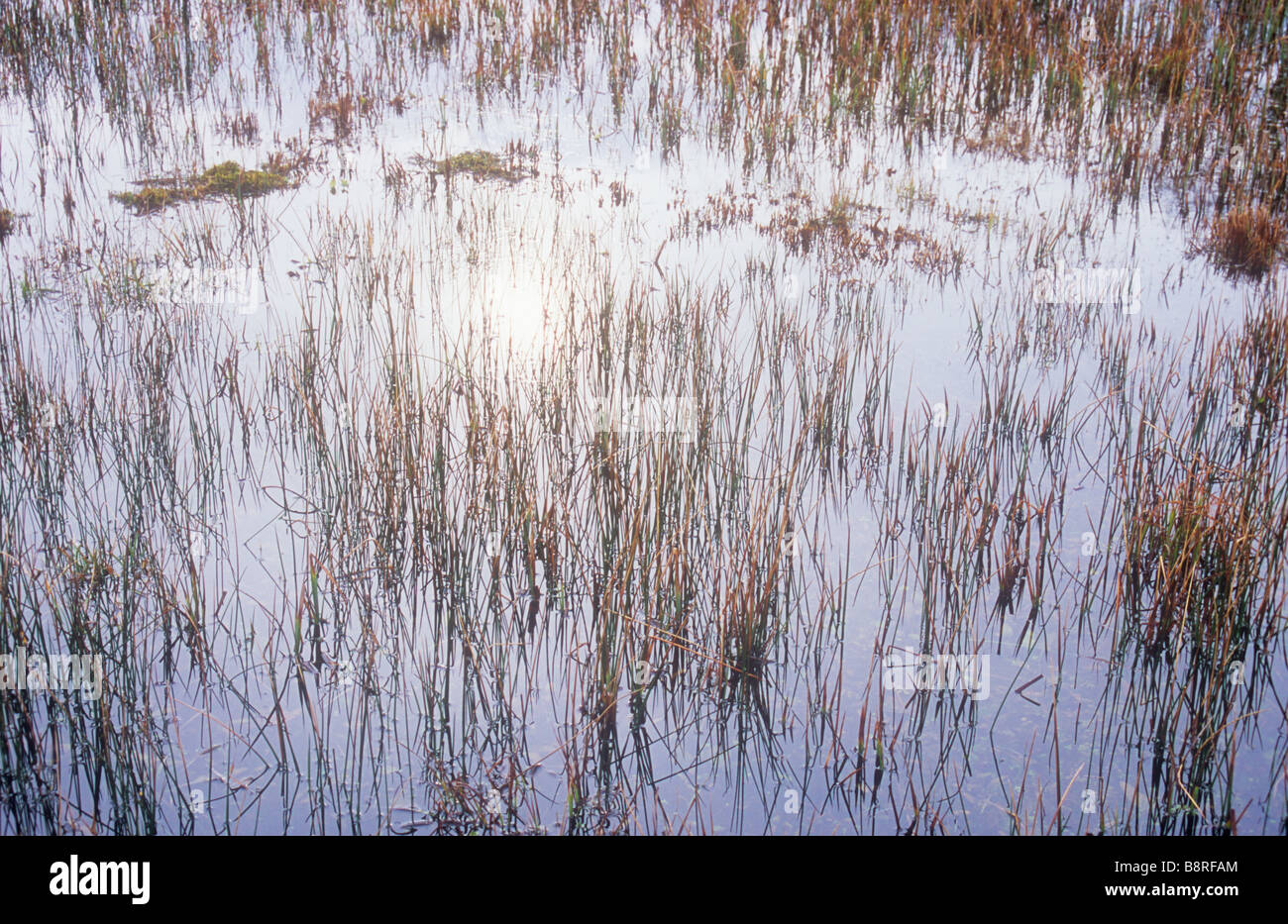 Green and golden blades of Common sedge poking up through waterlogged bog reflecting silver white winter sky Stock Photo