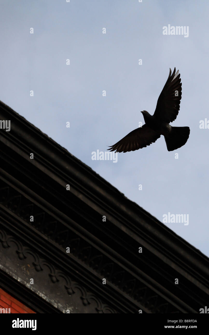 Silhouette of bird flying above building Stock Photo