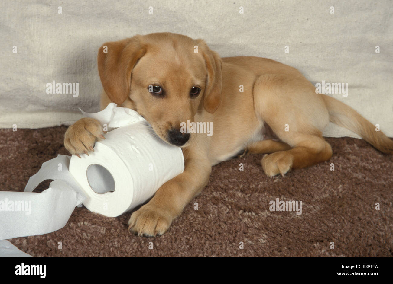 tiny golden labrador puppy tearing up roll of toilet paper Stock Photo -  Alamy