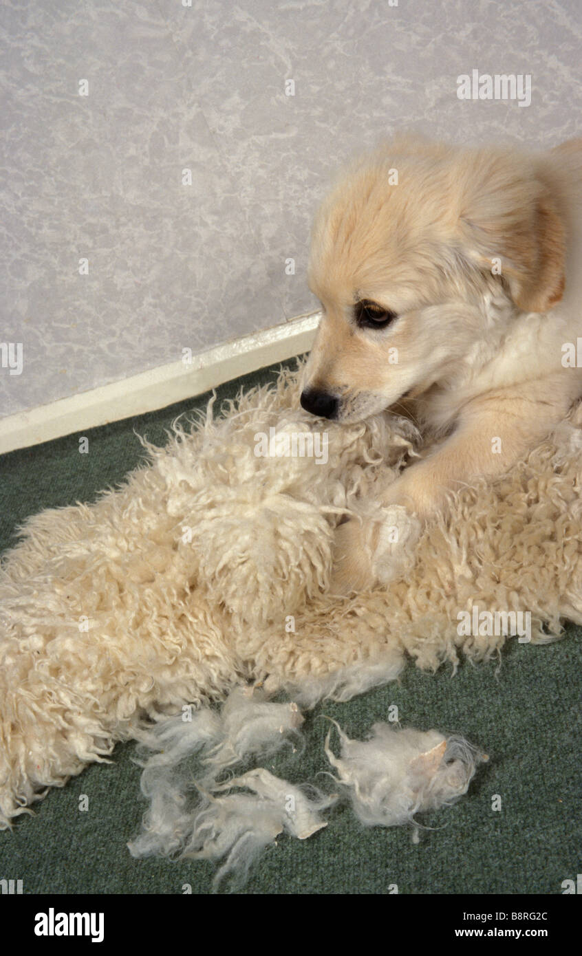 golden retriever puppy tearing up sheepskin rug Stock Photo Alamy
