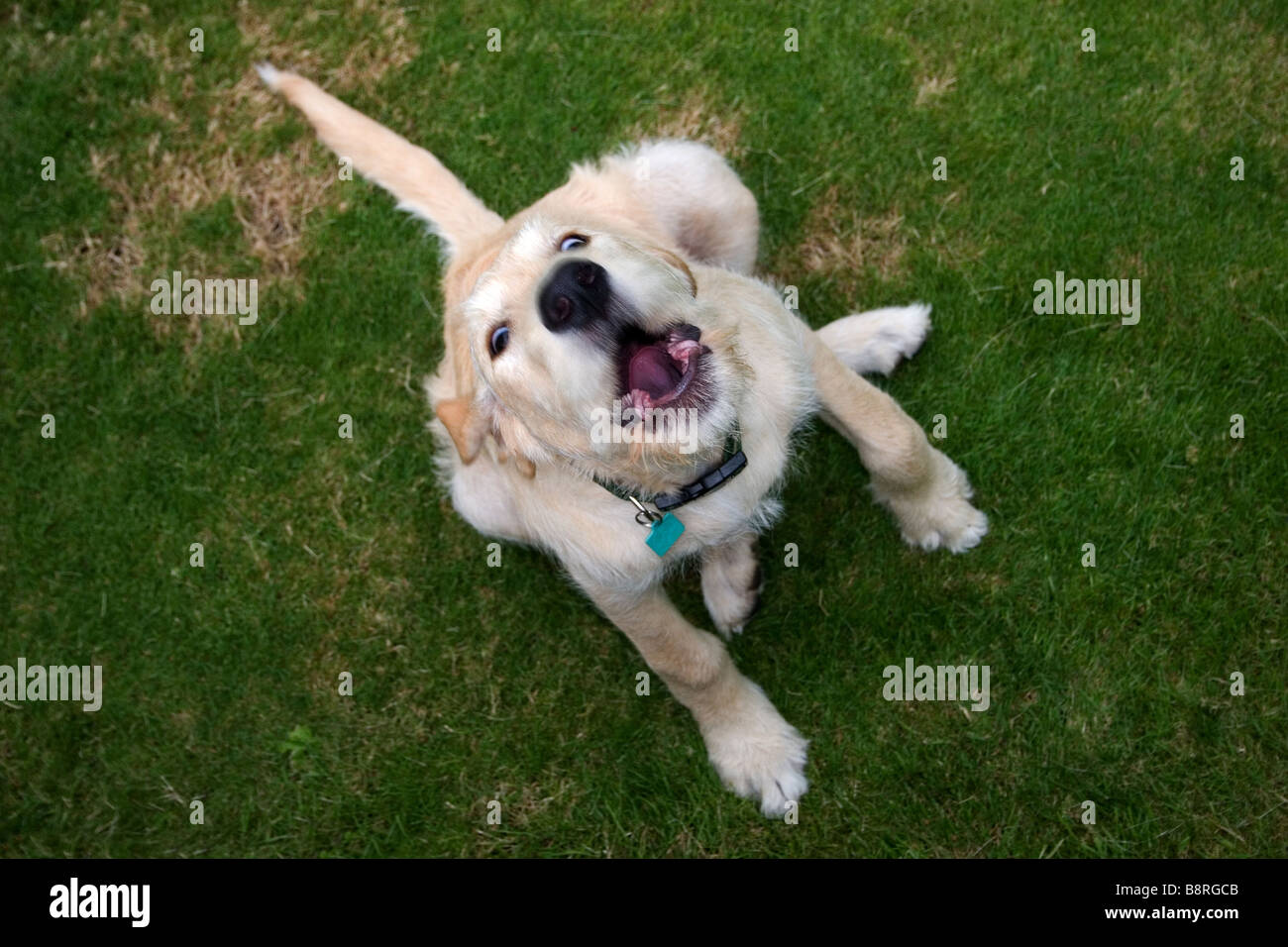 labradoodle puppy barking Stock Photo Alamy
