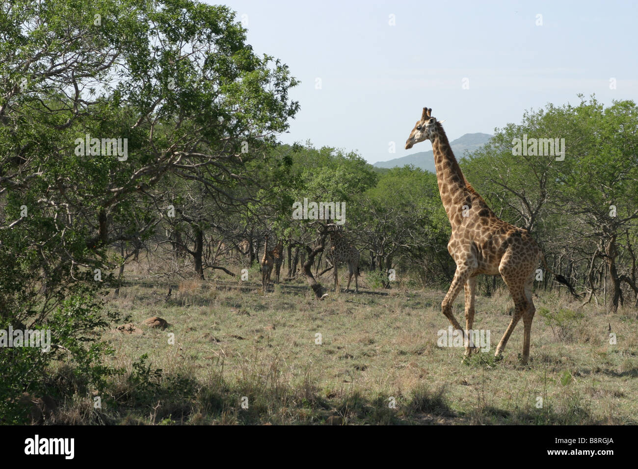 Picture of a giraffe in the wildlife Stock Photo