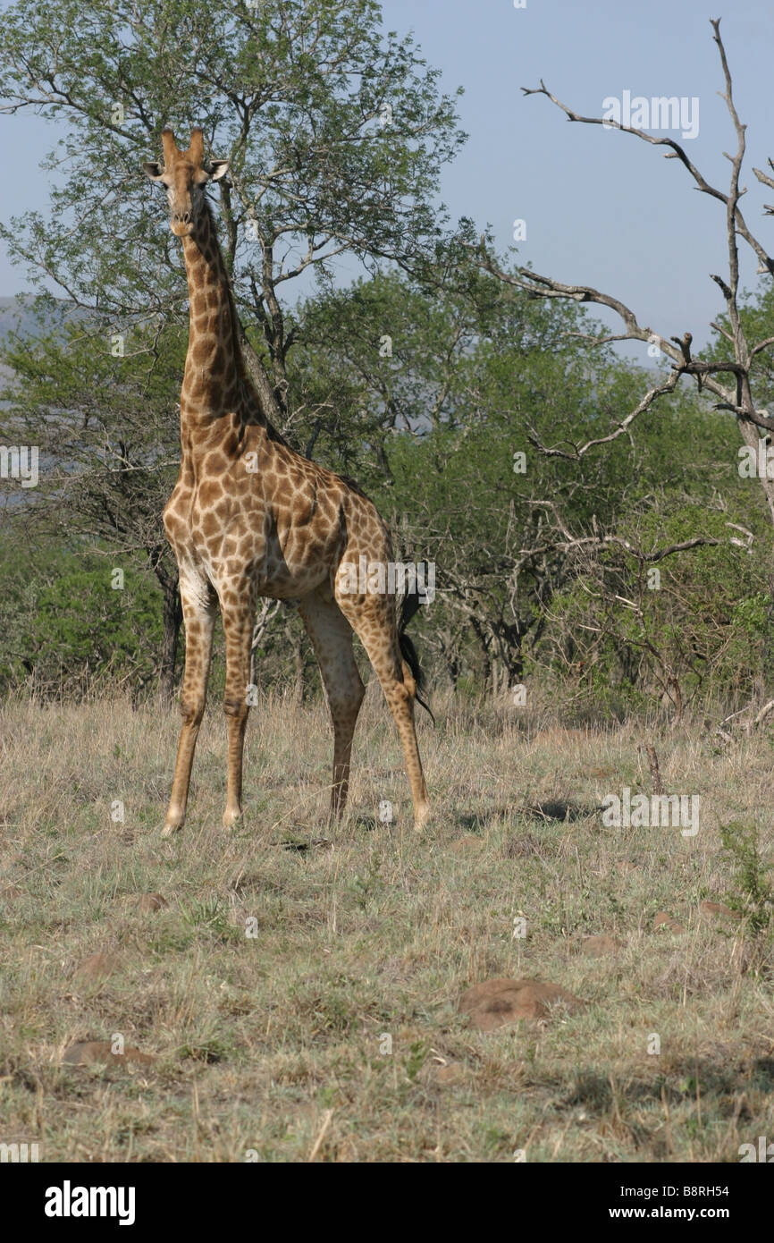 Picture of a giraffe in the wildlife Stock Photo