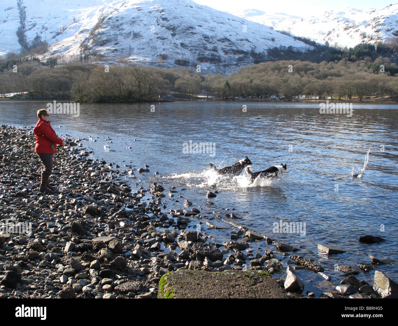 A woman throws a stick for 2 dogs into Loch Earn Perthshire Scotland Stock Photo
