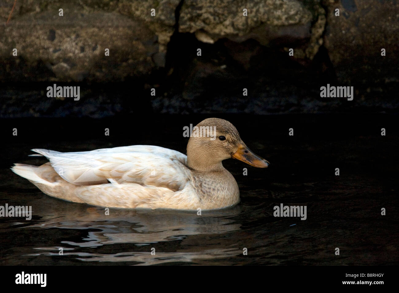 Rare White Mallard Duck Stock Photo