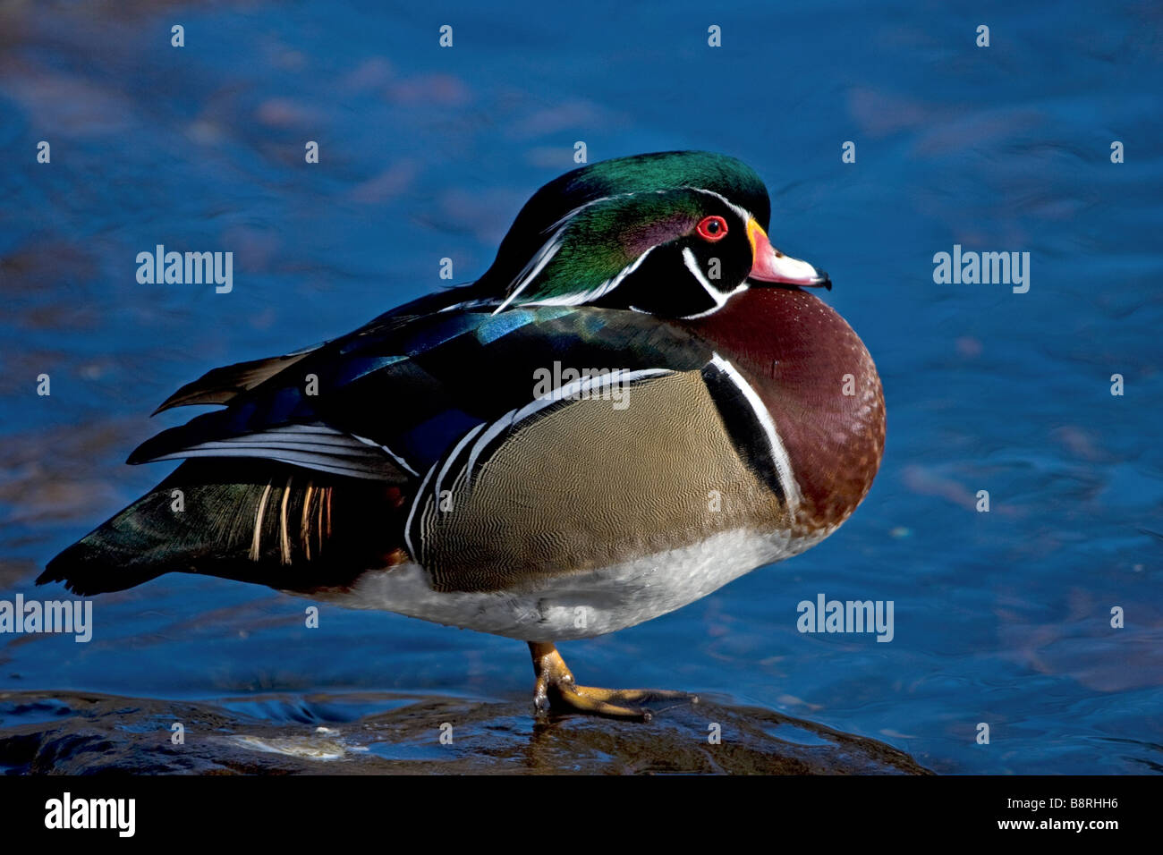 Wood Duck male standing in a stream Stock Photo