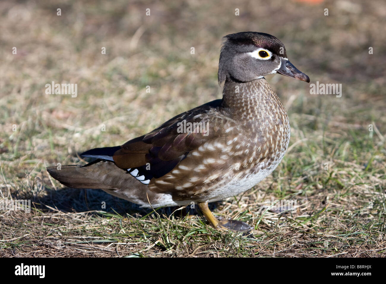 Wood Duck female in profile Stock Photo