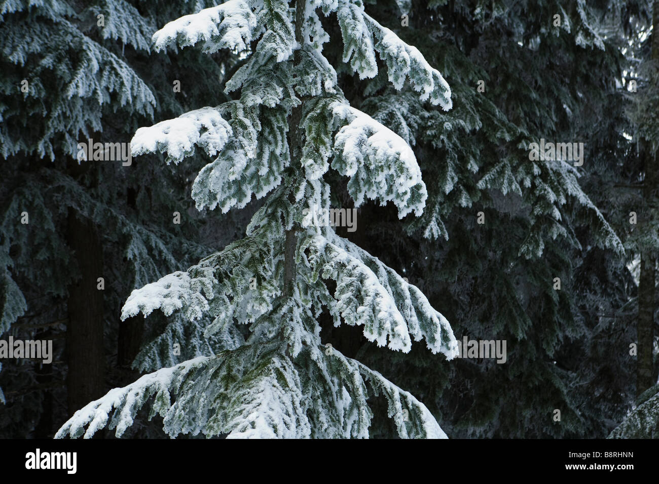 Detail view of a young Douglas Fir in winter covered with snow and ice Central Cascades of Washington USA Stock Photo
