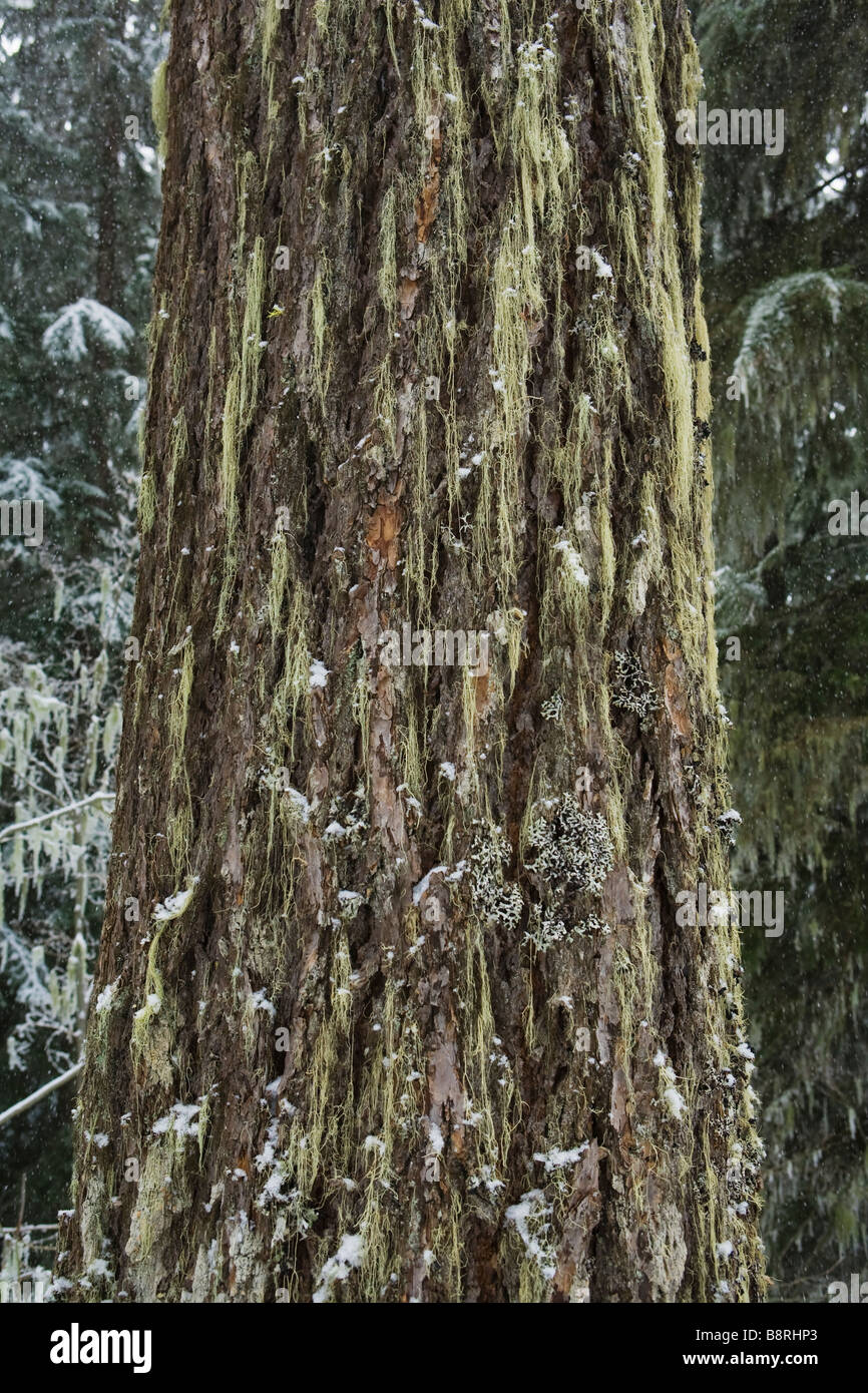 The lichen and moss covered trunk of a Douglas Fir tree in Winter in the central Cascades of Washington State USA Stock Photo