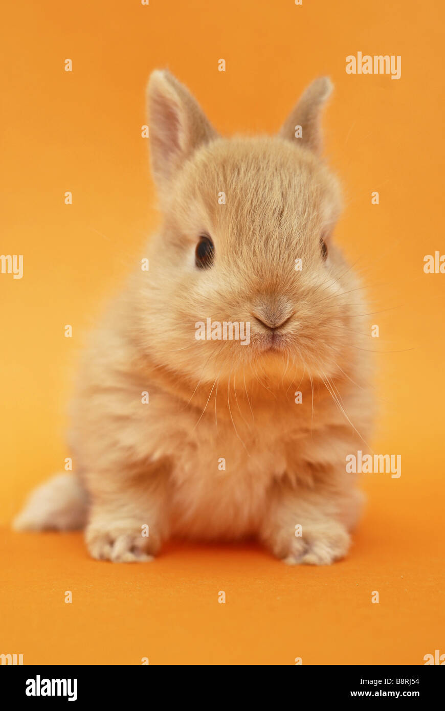 dwarf rabbit (Oryctolagus cuniculus f. domestica), pup, circa 4 weeks