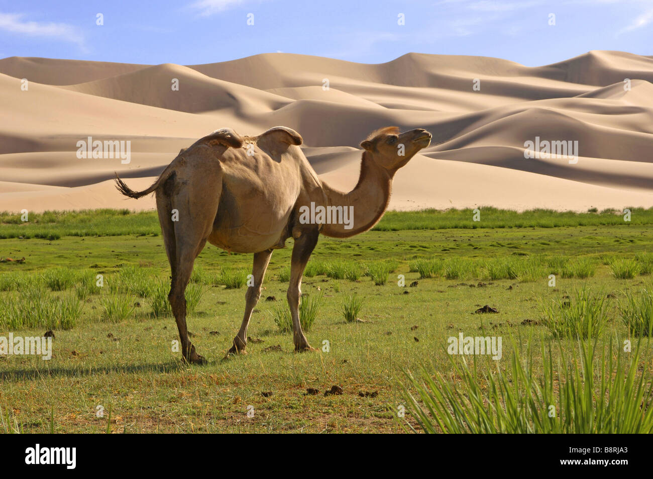 bactrian-camel-two-humped-camel-camelus-bactrianus-gobi-desert