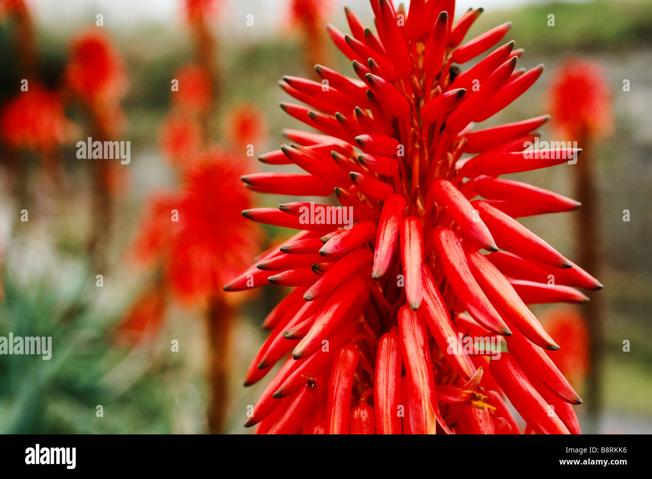 Aloe flowers. Aloe arborescens Stock Photo