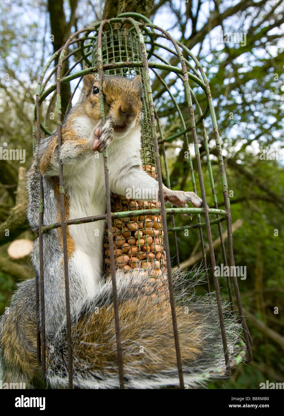 Squirrel Proof Bird Feeder High Resolution Stock Photography and Images -  Alamy