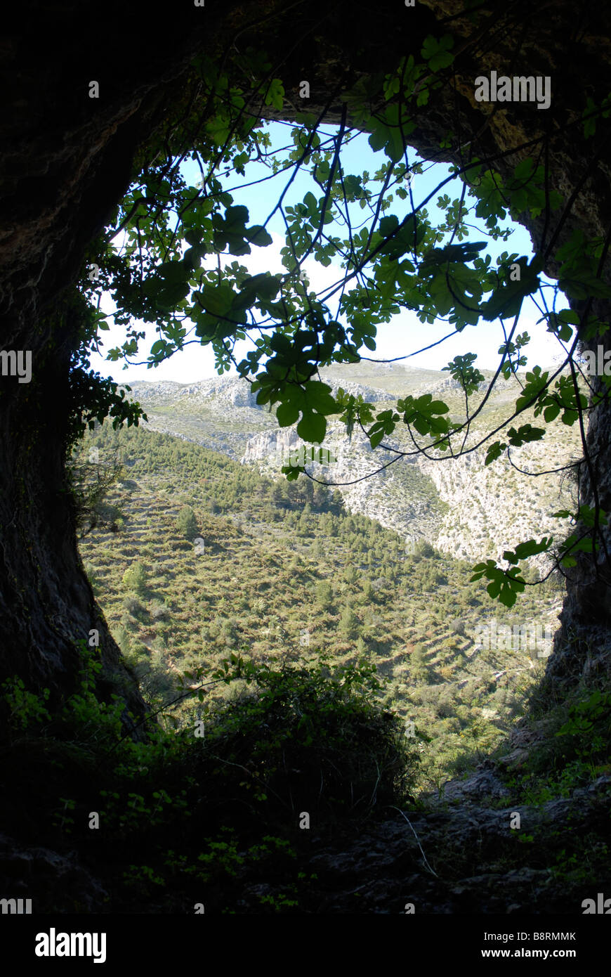 looking out of a cave past a fig tree, Vall de Laguart, Benimaurell, Alicante Province, Comunidad Valenciana, Spain Stock Photo
