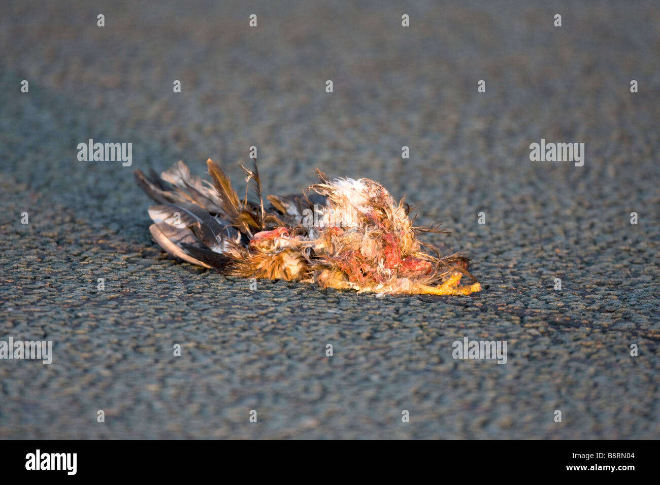 Red Kite Milvus milvus squashed on road Stock Photo