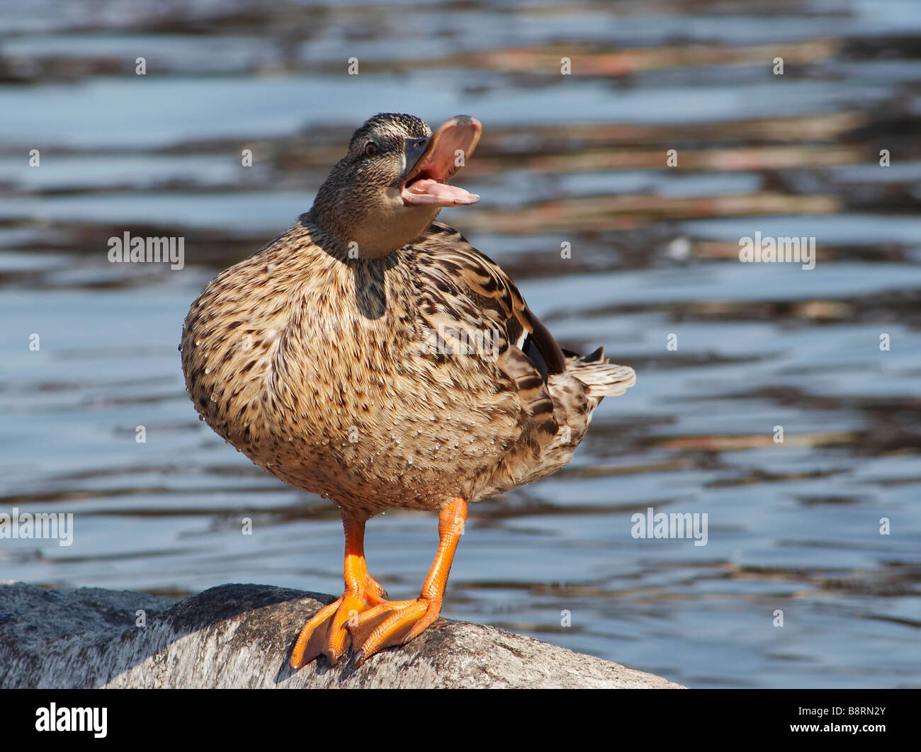 wild and irritated duck - mallard Stock Photo