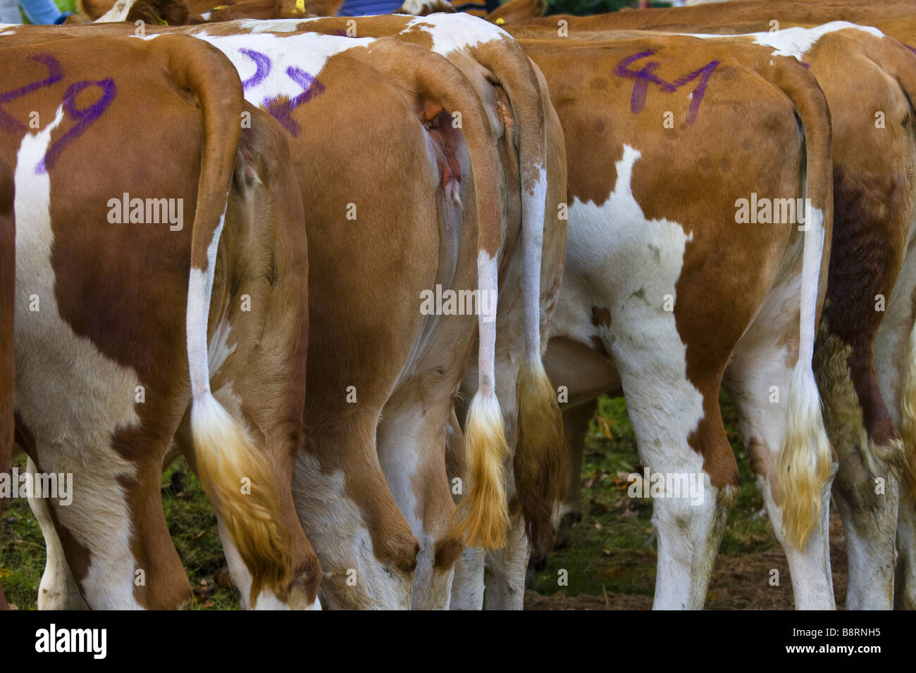 domestic cattle (Bos primigenius f. taurus), cattle vendue at the Kuckucksmarkt, Eberbach, Germany, Baden-Wuerttemberg, Eberbach Stock Photo