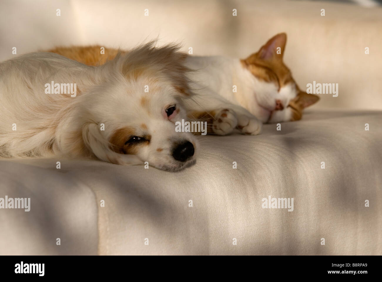 Small white dog and cat resting on sofa Stock Photo